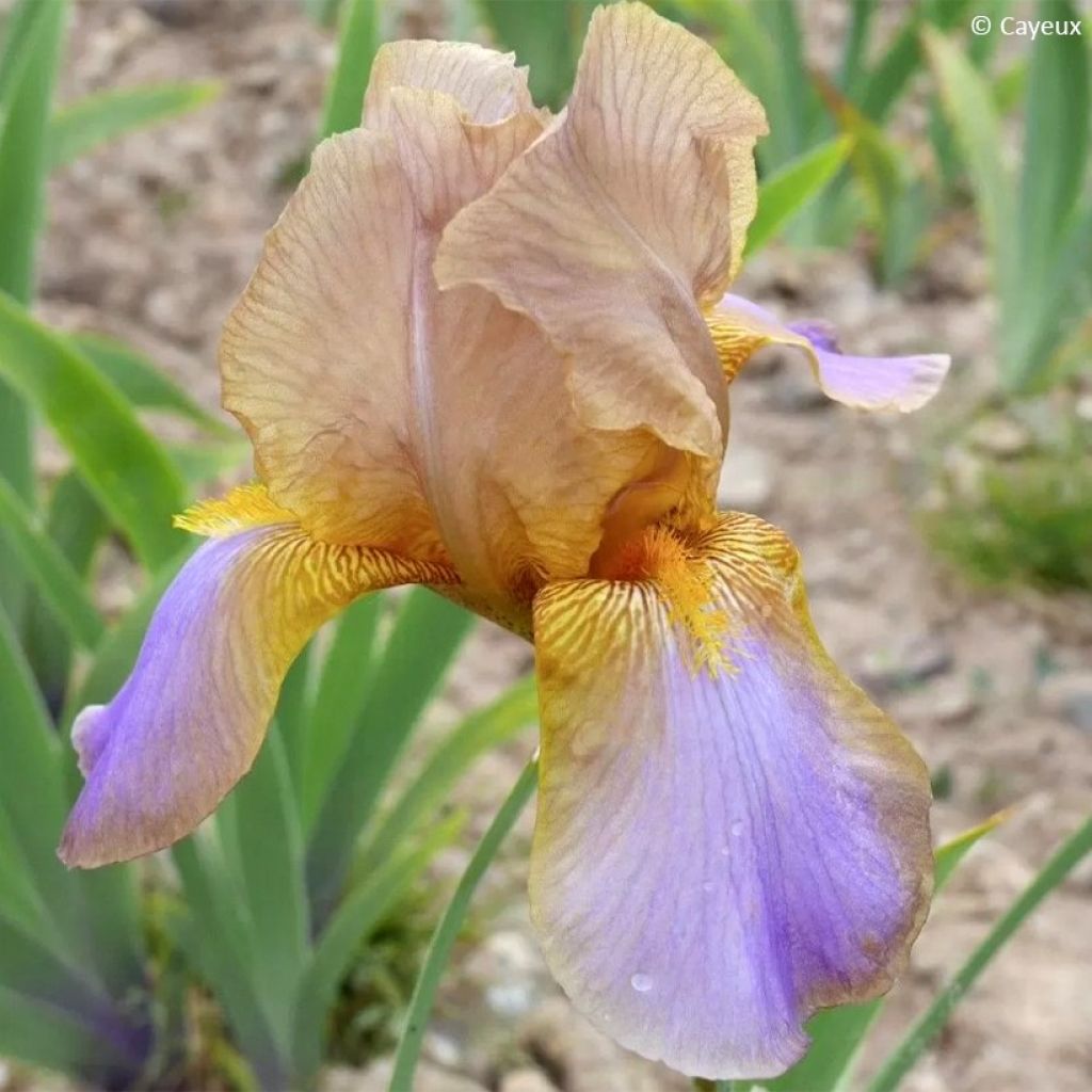 Iris germanica Evolution - Baardiris