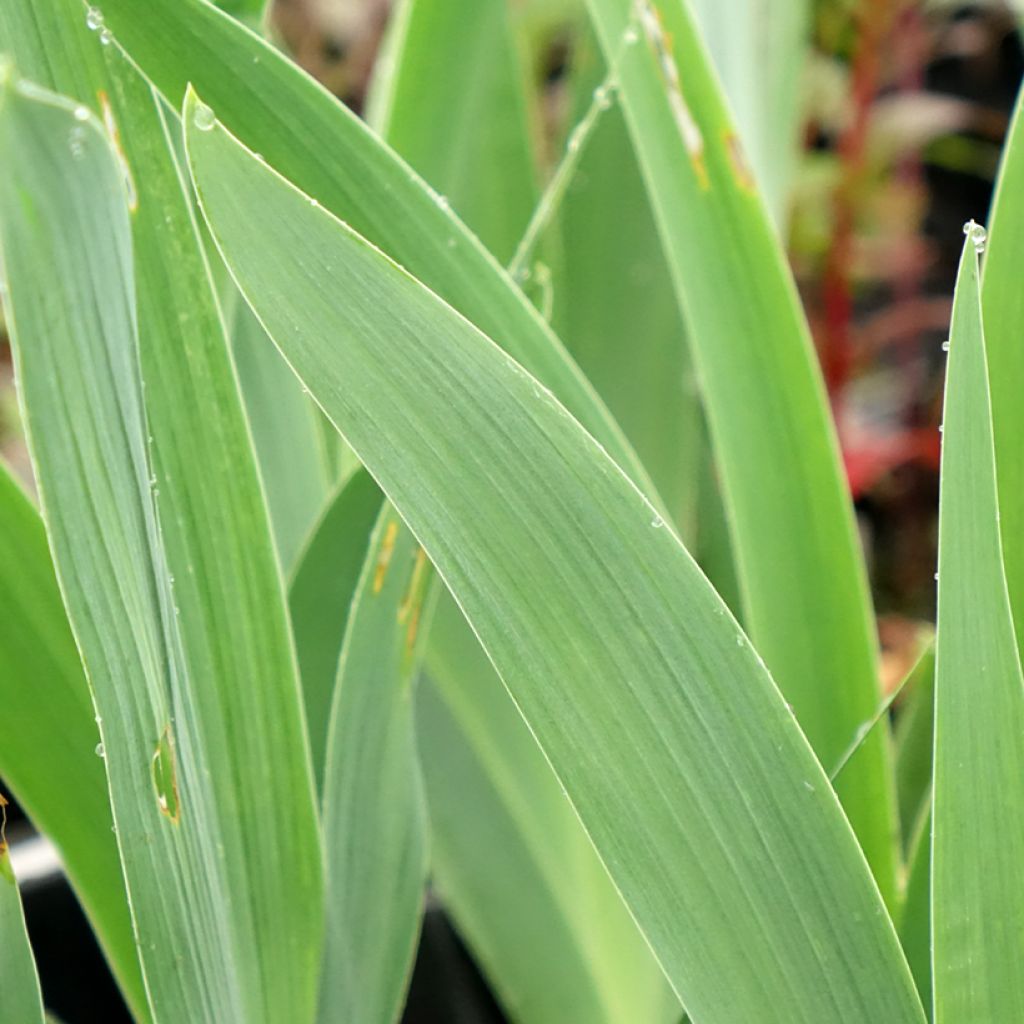 Iris germanica Flaming Dragon - Baardiris
