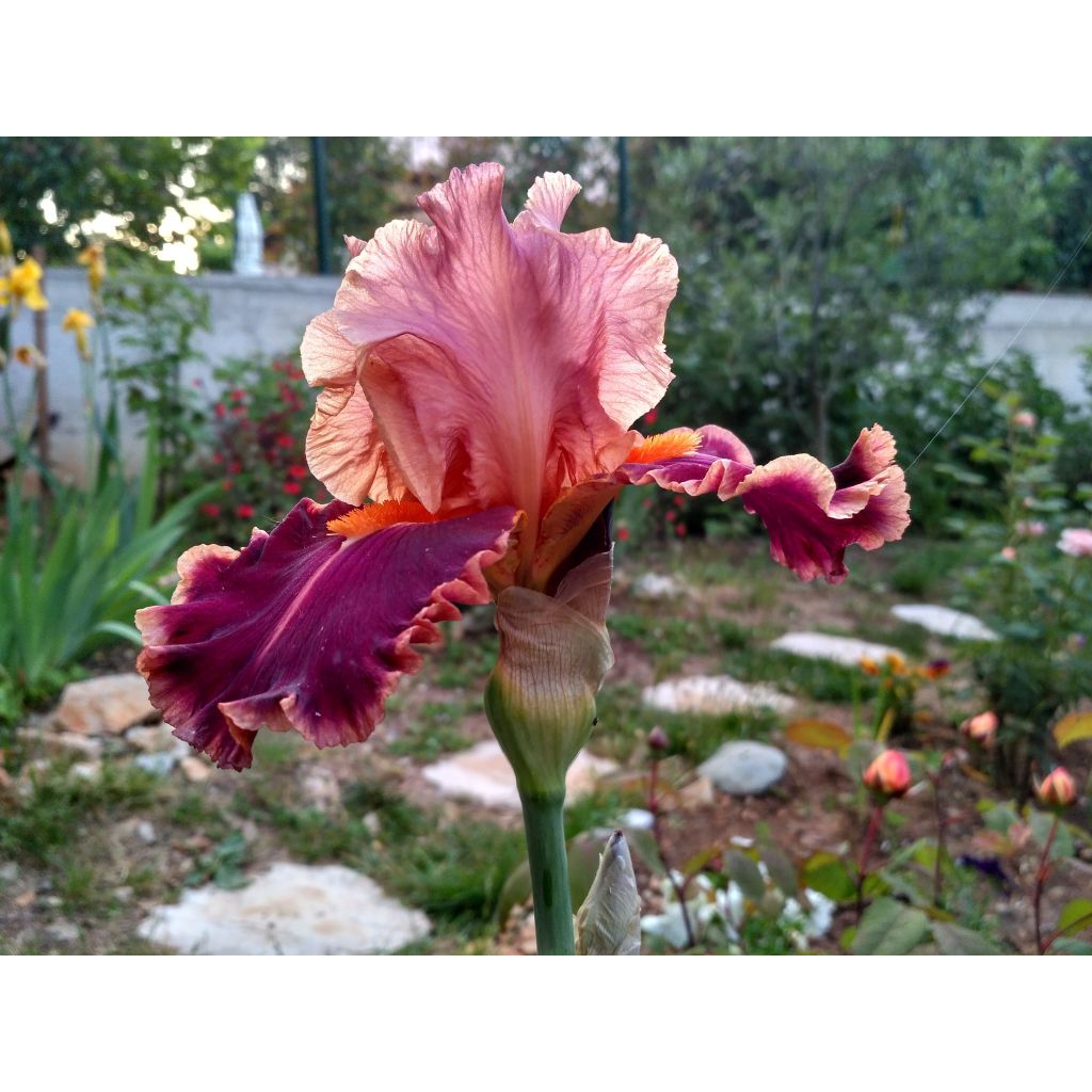 Iris germanica Impressionist - Baardiris