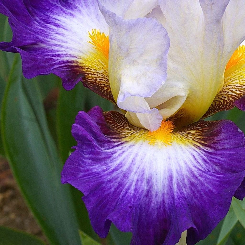 Iris germanica Irisades - Baardiris