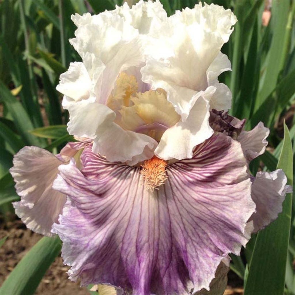 Iris germanica Juicy Rumours - Baardiris