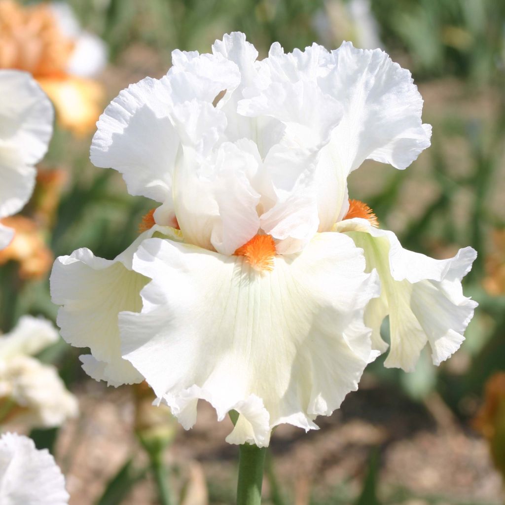 Iris germanica Lark Ascending - Baardiris