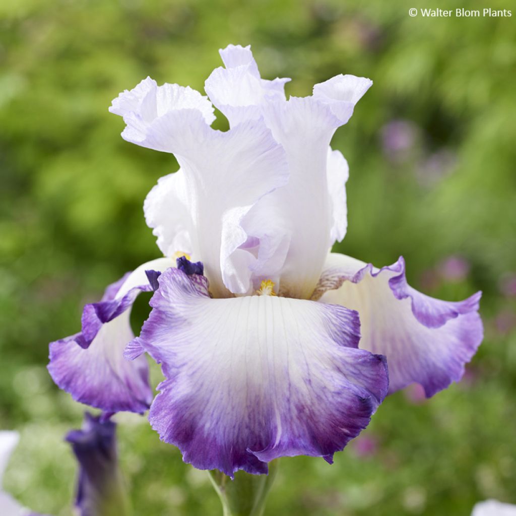 Iris germanica Pastel Printanier - Baardiris