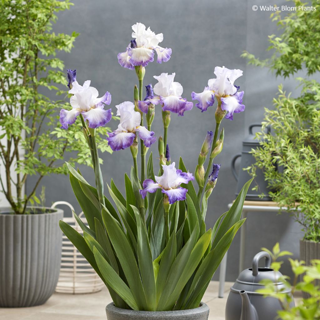 Iris germanica Pastel Printanier - Baardiris