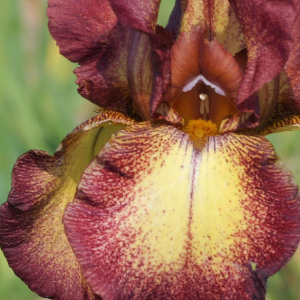 Iris germanica Provençal - Baardiris