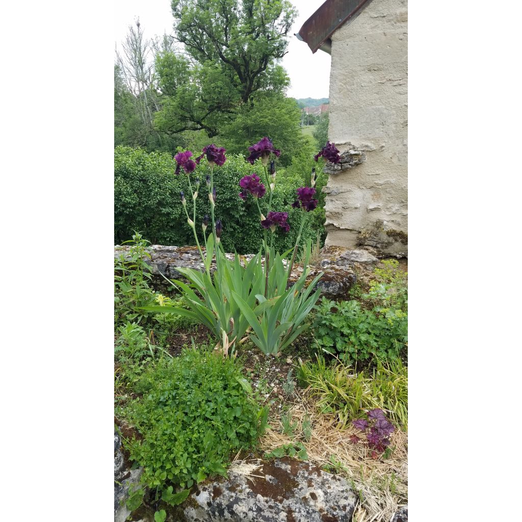 Iris germanica Raspberry Wine - Baardiris