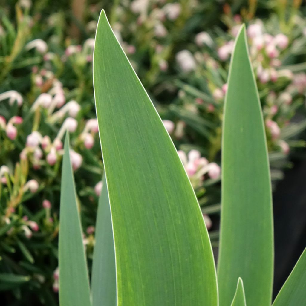 Iris germanica Siva Siva - Baardiris
