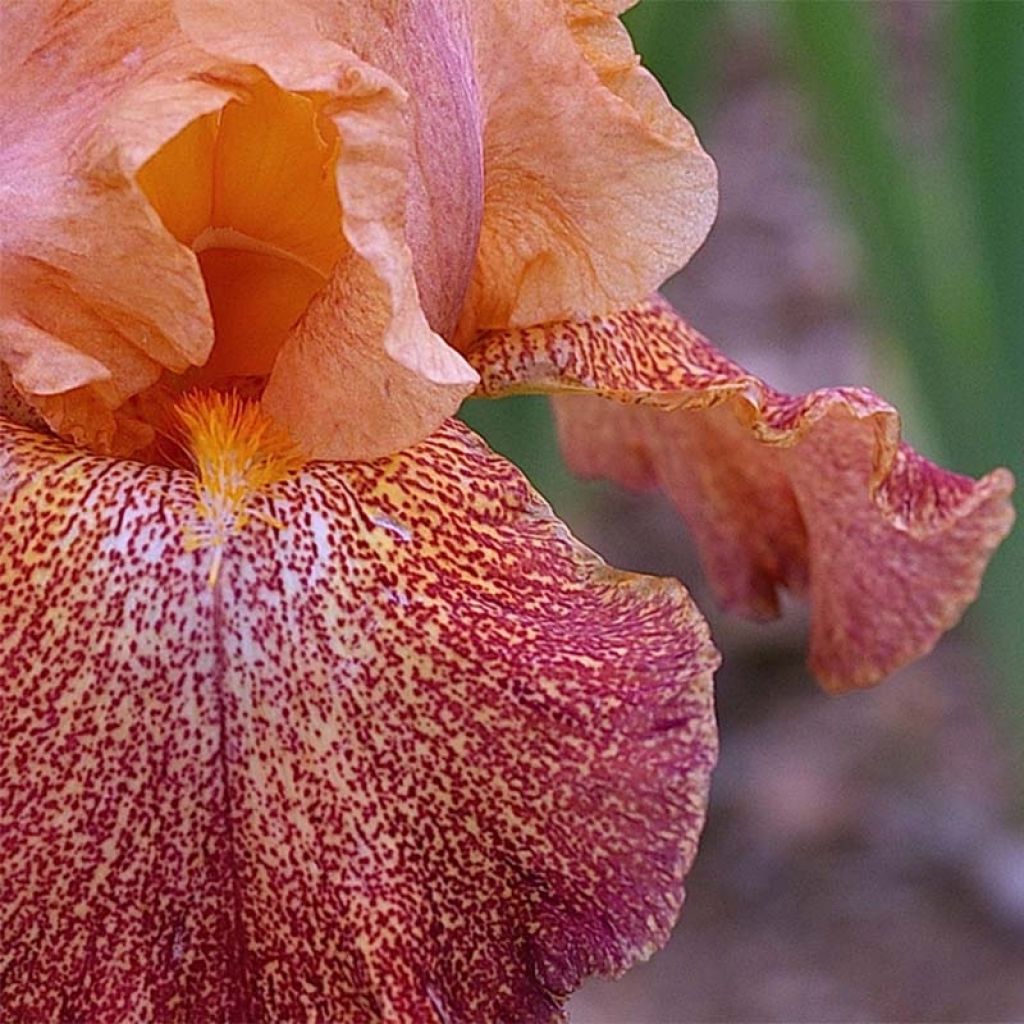 Iris germanica Tanzanian Tangerine Sunset - Baardiris