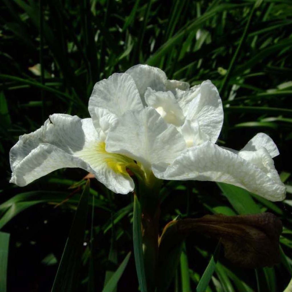 Iris sibirica Harpswell Happiness - Siberische iris