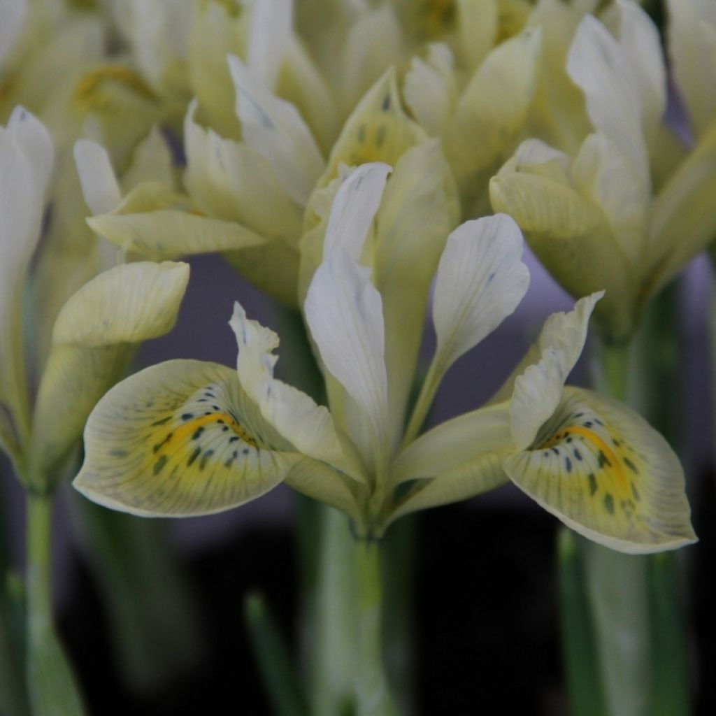 Iris Katharines Gold