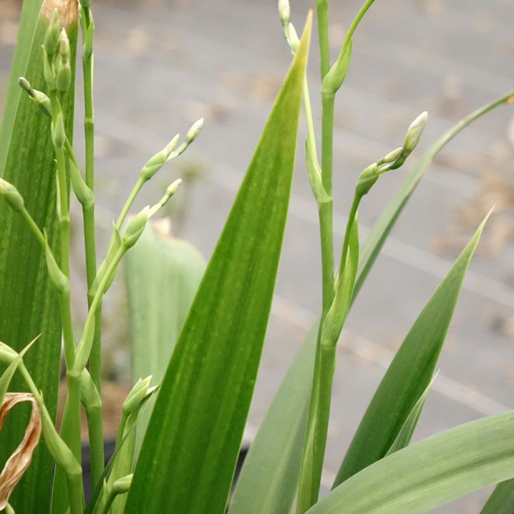 Iris japonica - Japanse iris