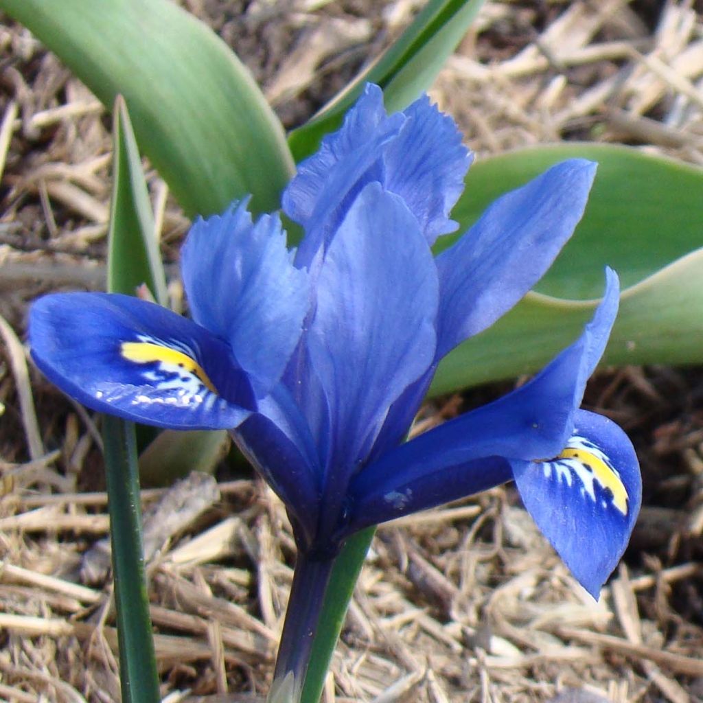 Iris reticulata Harmony - Netiris