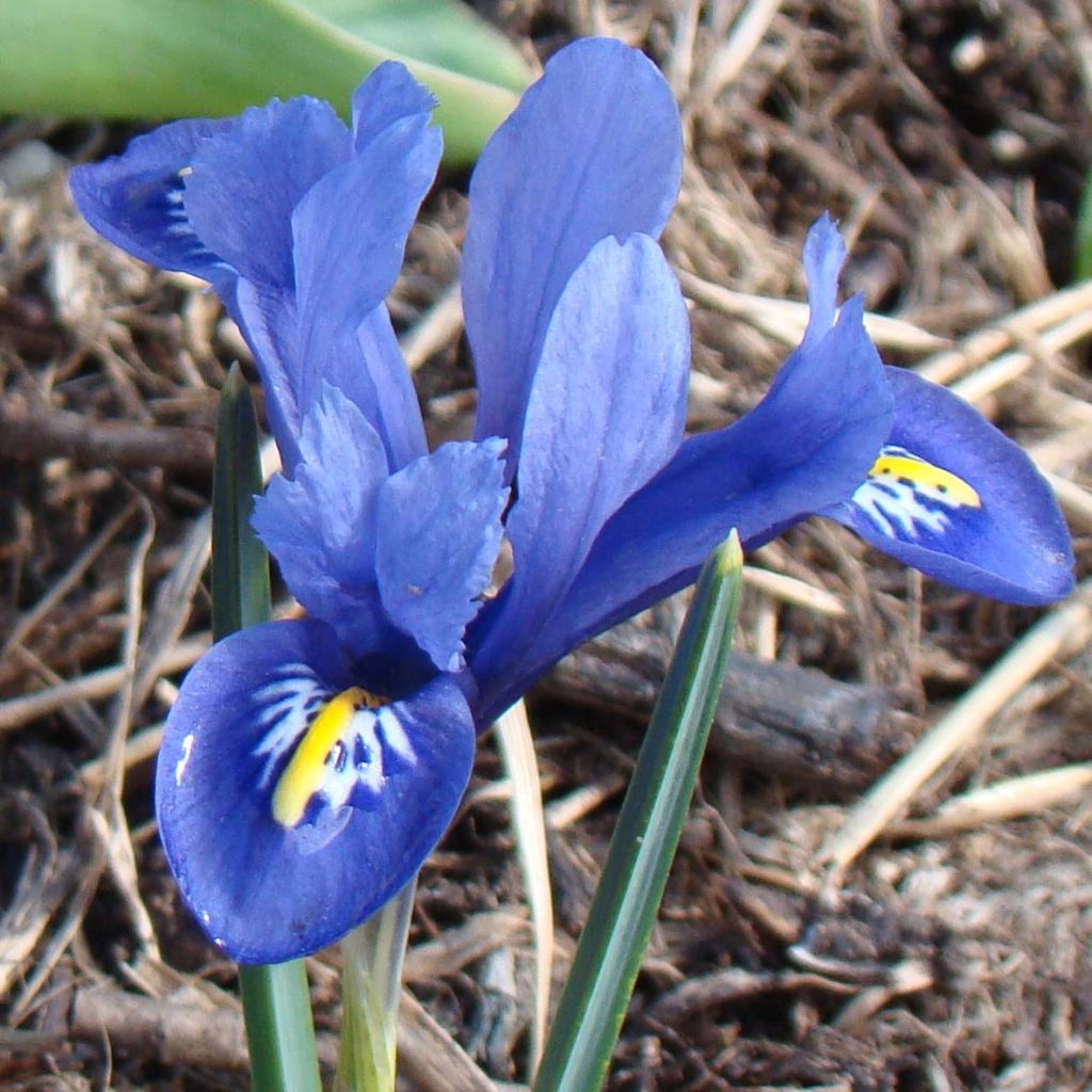 Iris reticulata Harmony - Netiris