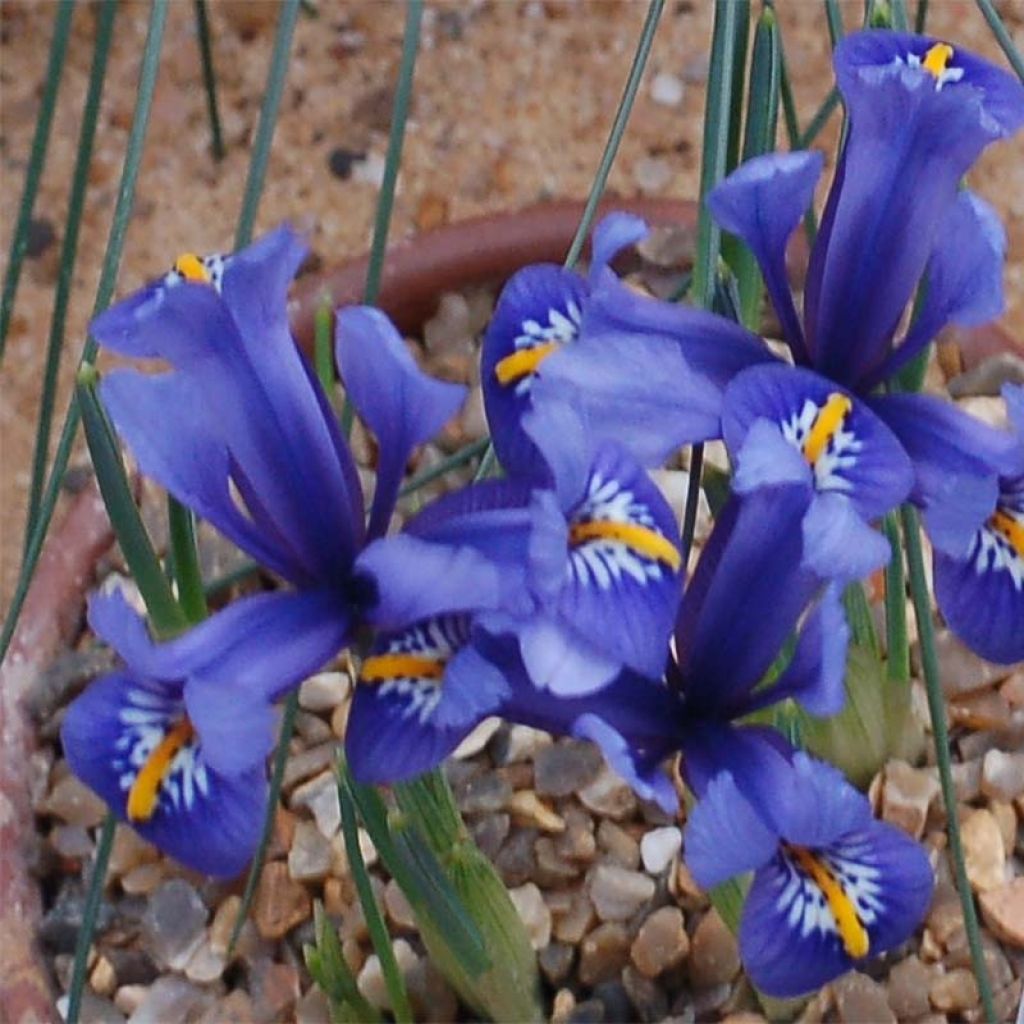 Iris reticulata Harmony - Netiris