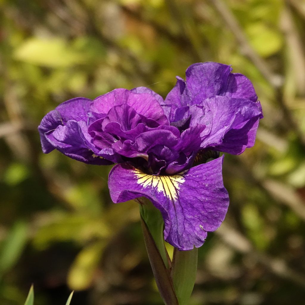 Iris sibirica Bundle of Joy - Siberische iris