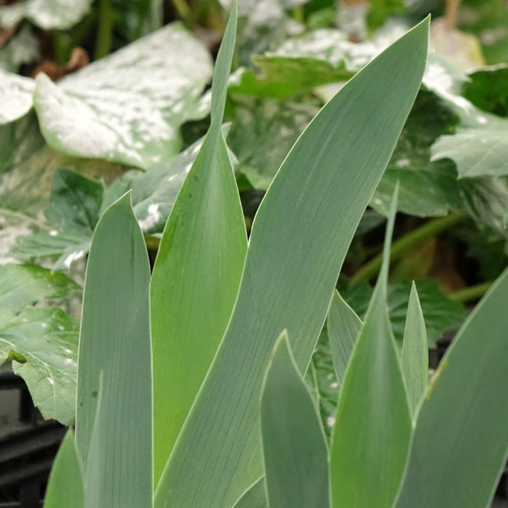 Iris sibirica Cool Spring - Siberische iris