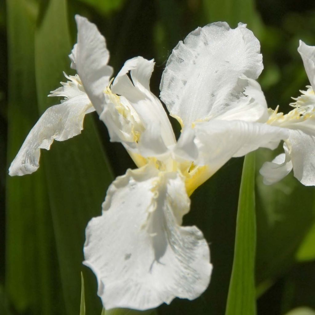 Iris sibirica now Queen - Siberische iris