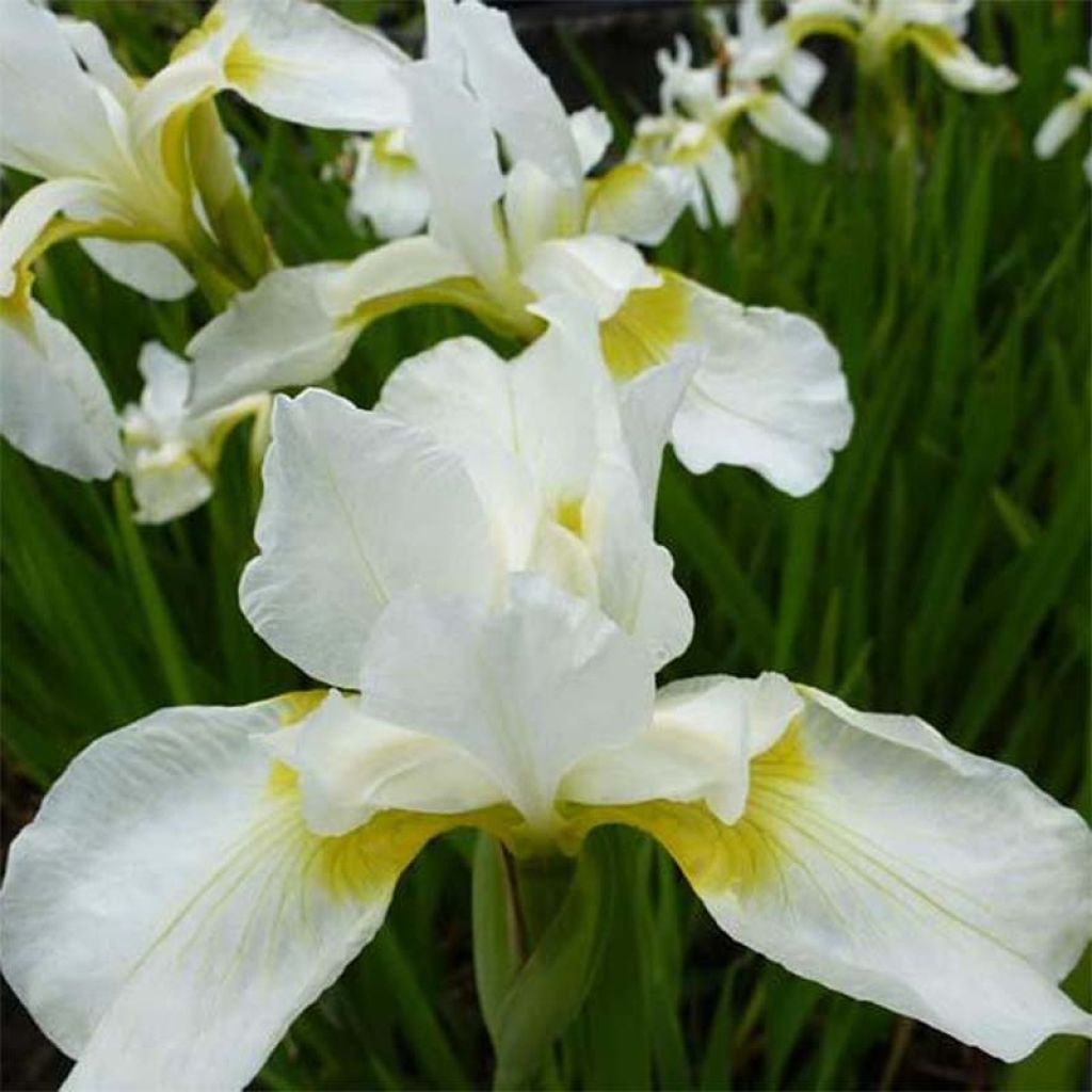Iris sibirica now Queen - Siberische iris