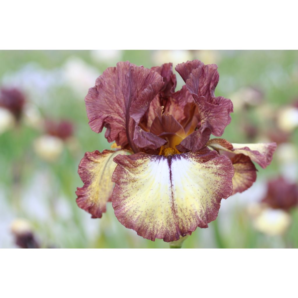 Iris germanica Flamenco - Burgundy Brown - Baardiris