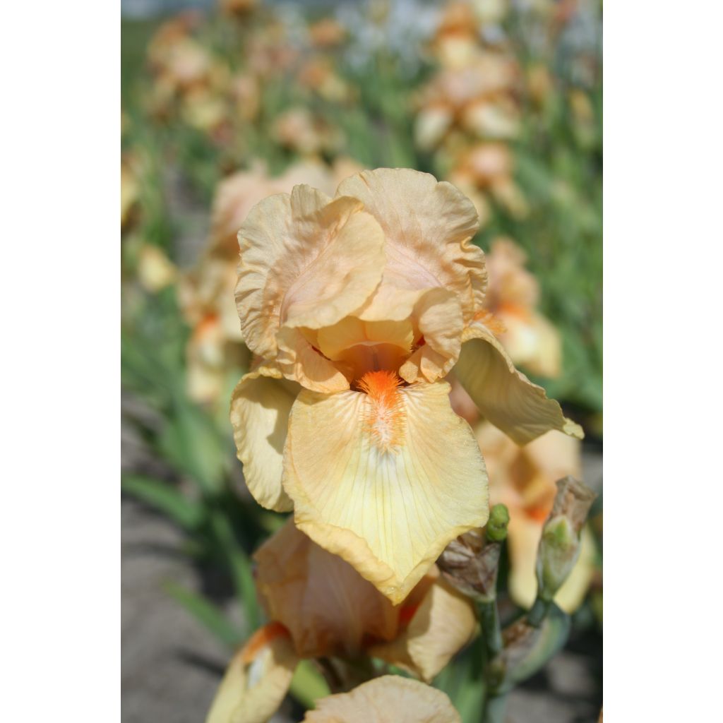 Iris germanica Skyfire - Baardiris