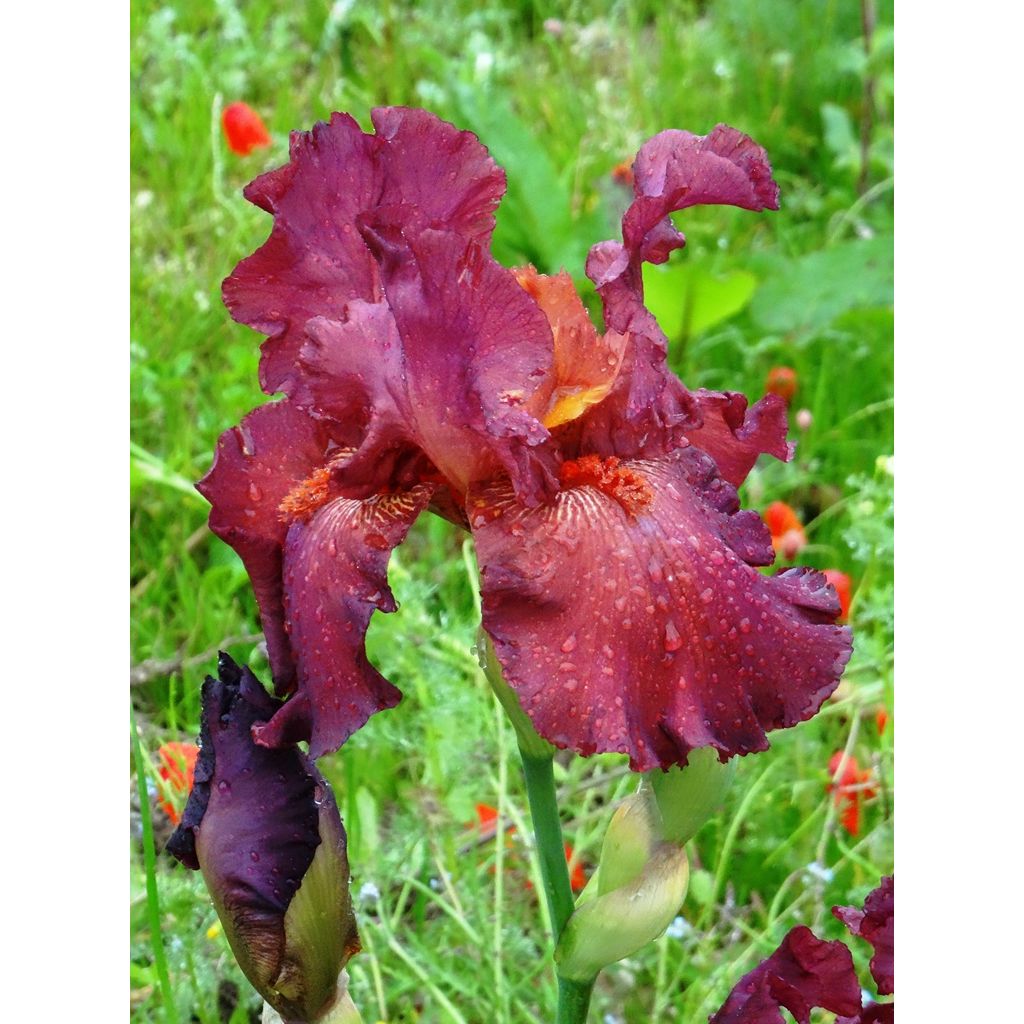 Iris germanica Ruby Mine - Baardiris