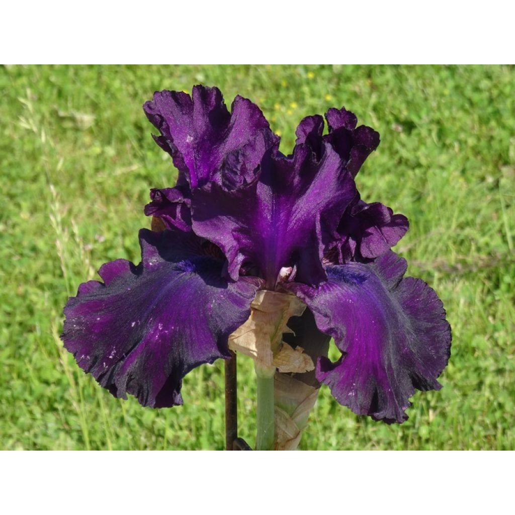 floraison précoce et longue durée