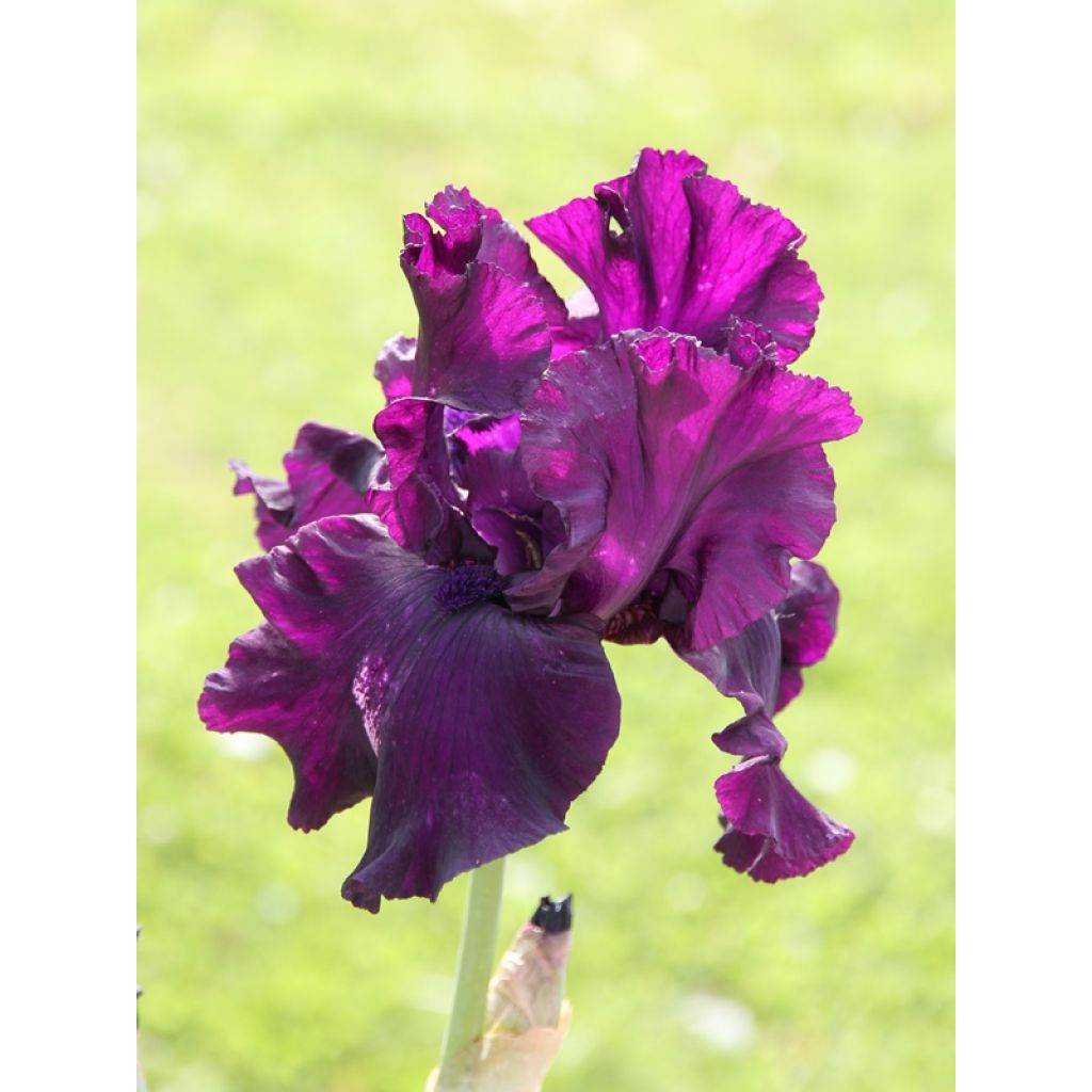 ...Mais reste magnifique !