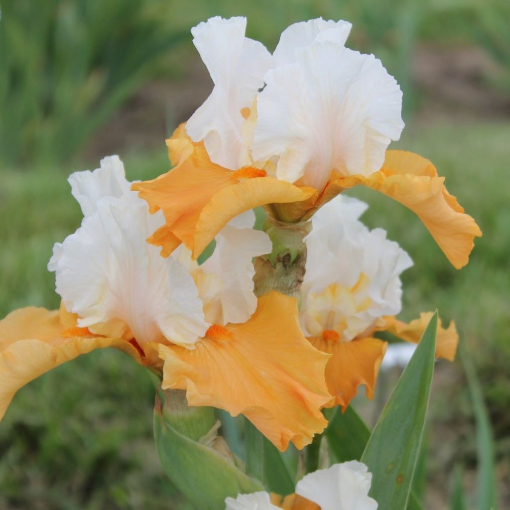 Iris germanica Pumpkin Cheesecake - Baardiris