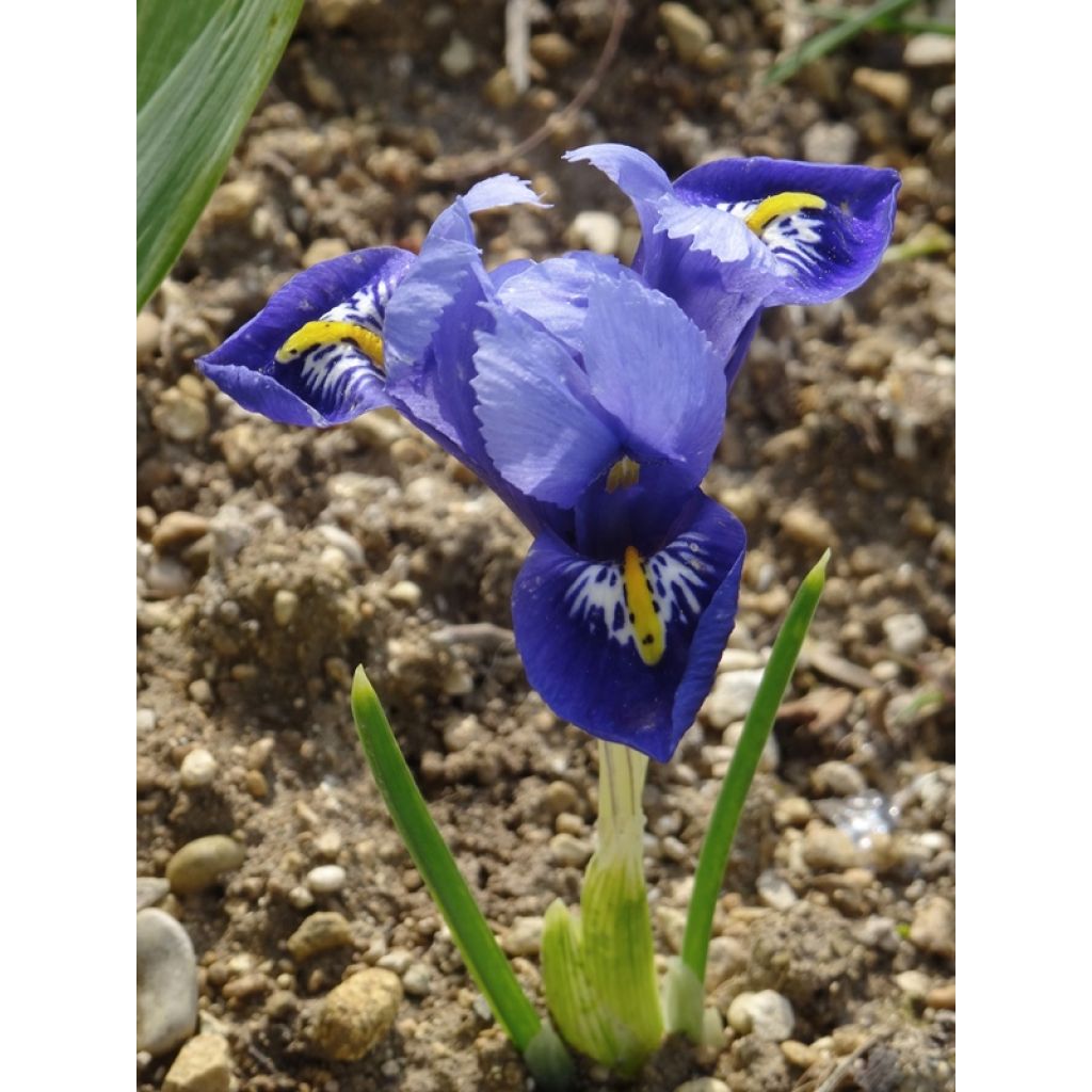 Iris reticulata Harmony - Netiris