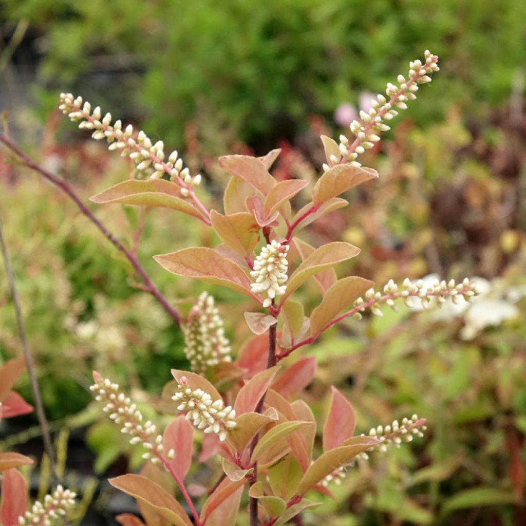 Itea virginica Henry's Garnet - Bloemwilg