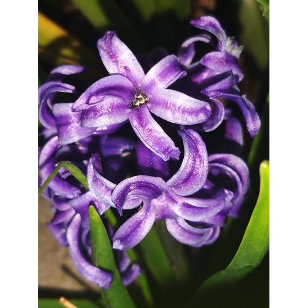 Hyacint Atlantic - Hyacinthus orientalis