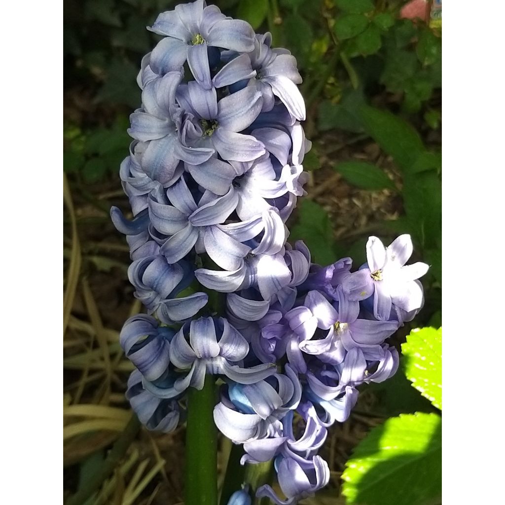 Hyacint Sky Jacket - Hyacinthus orientalis