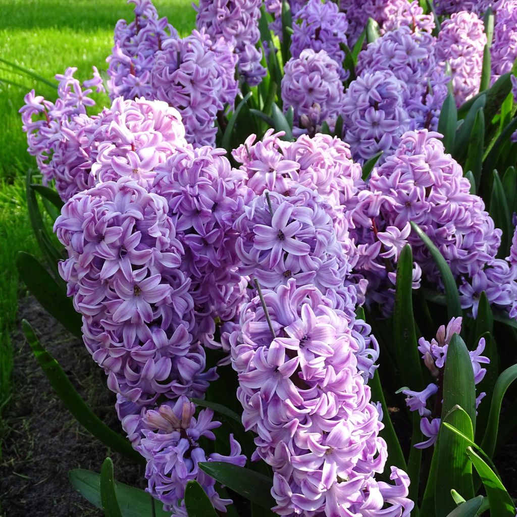 Hyacint Splendid Cornelia - Hyacinthus orientalis