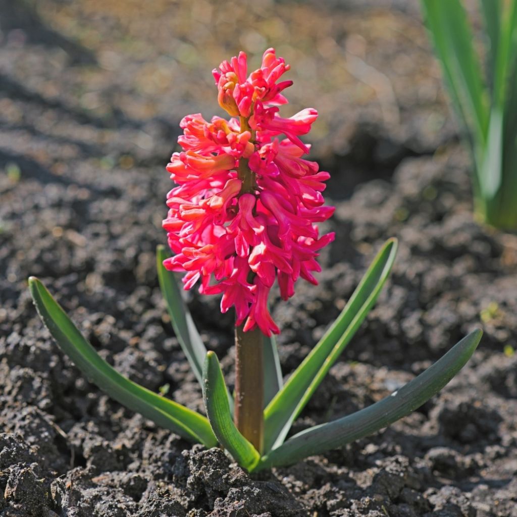 Hyacint Jan Bos - Hyacinthus orientalis
