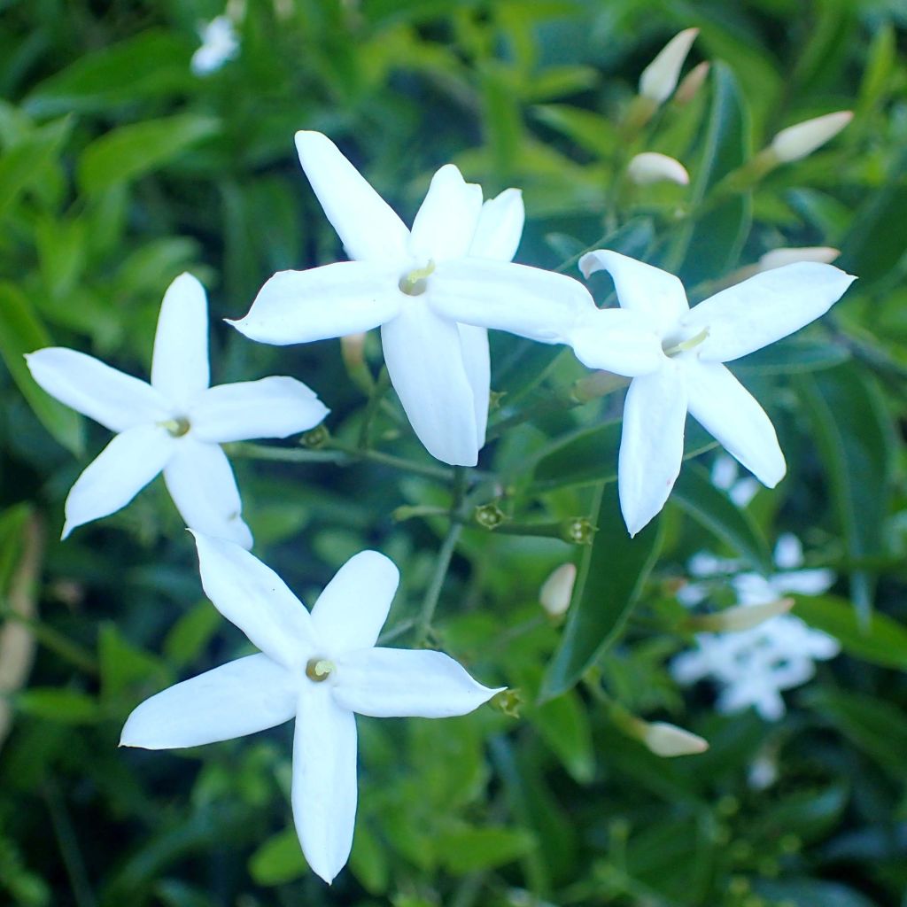 Jasminum azoricum - Azoren jasmijn