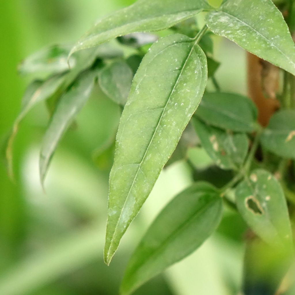 Jasminum Starry Night - Jasmijn