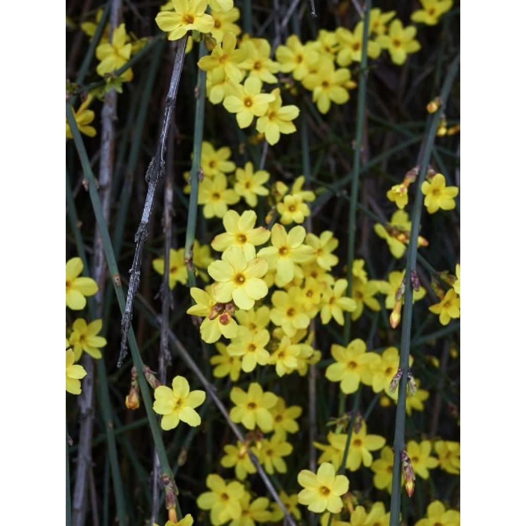 Jasminum nudiflorum - Winterjasmijn