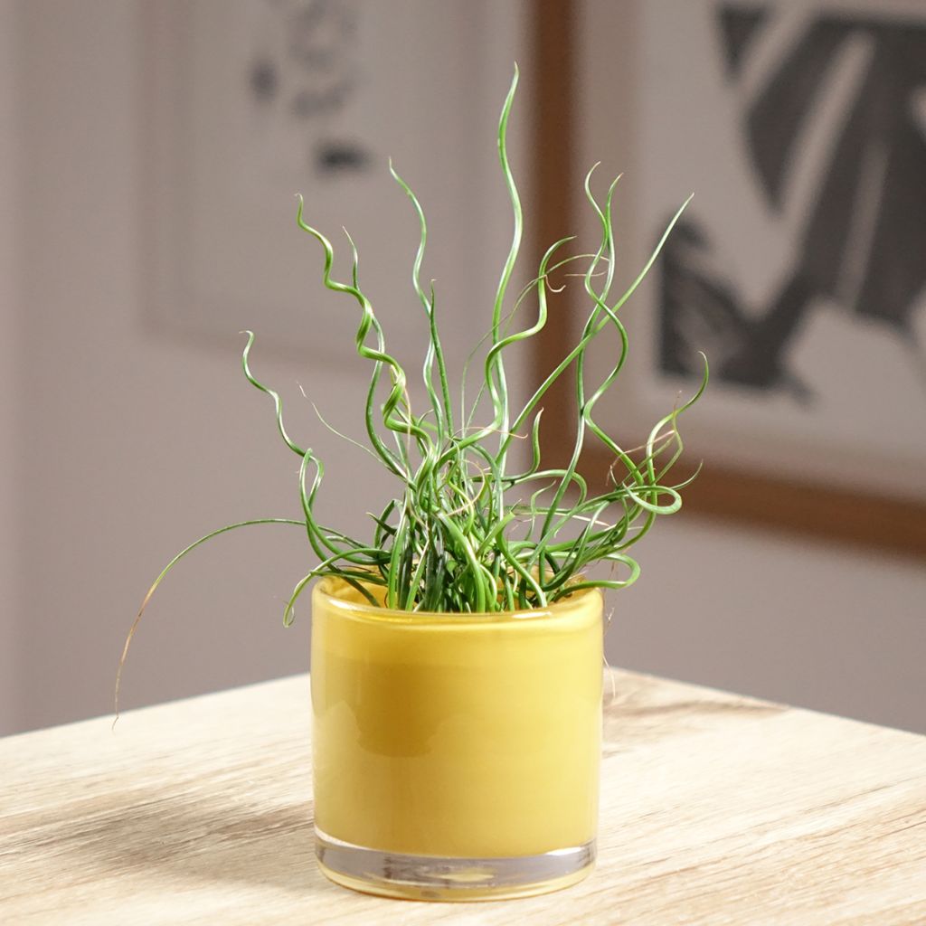 Juncus effusus Spiralis - Krulpitrus