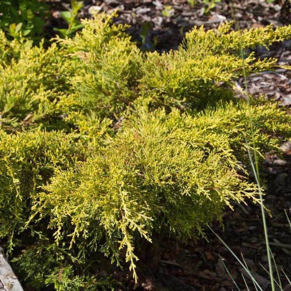 Chinese jeneverbes Goldkissen - Juniperus pfitzeriana