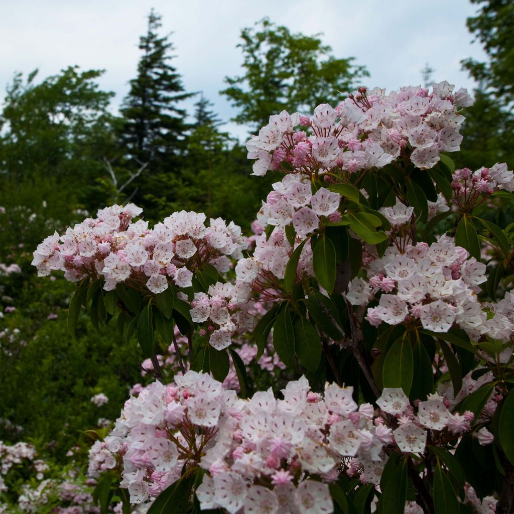 Kalmia latifolia - Lepeltjesboom