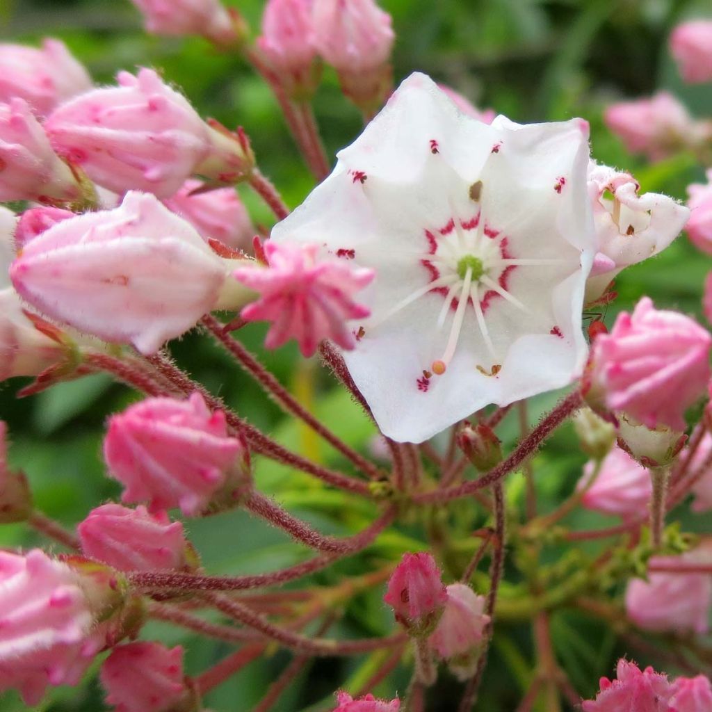 Kalmia latifolia - Lepeltjesboom