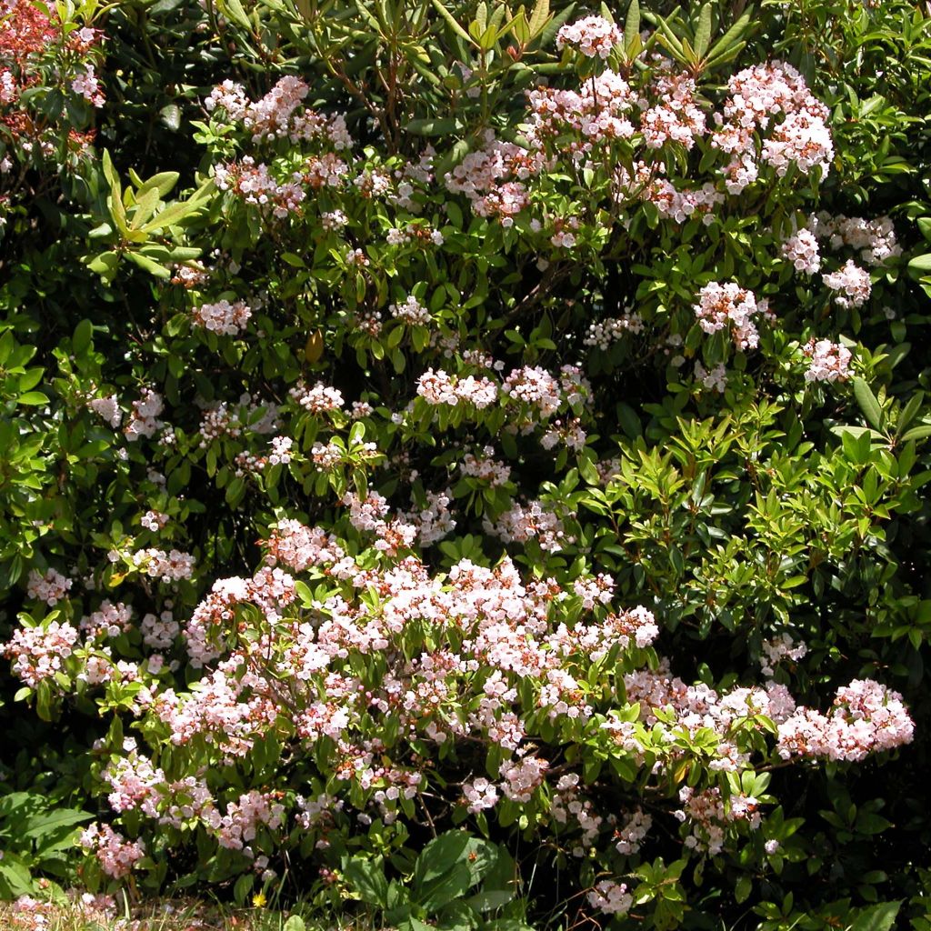 Kalmia latifolia - Lepeltjesboom