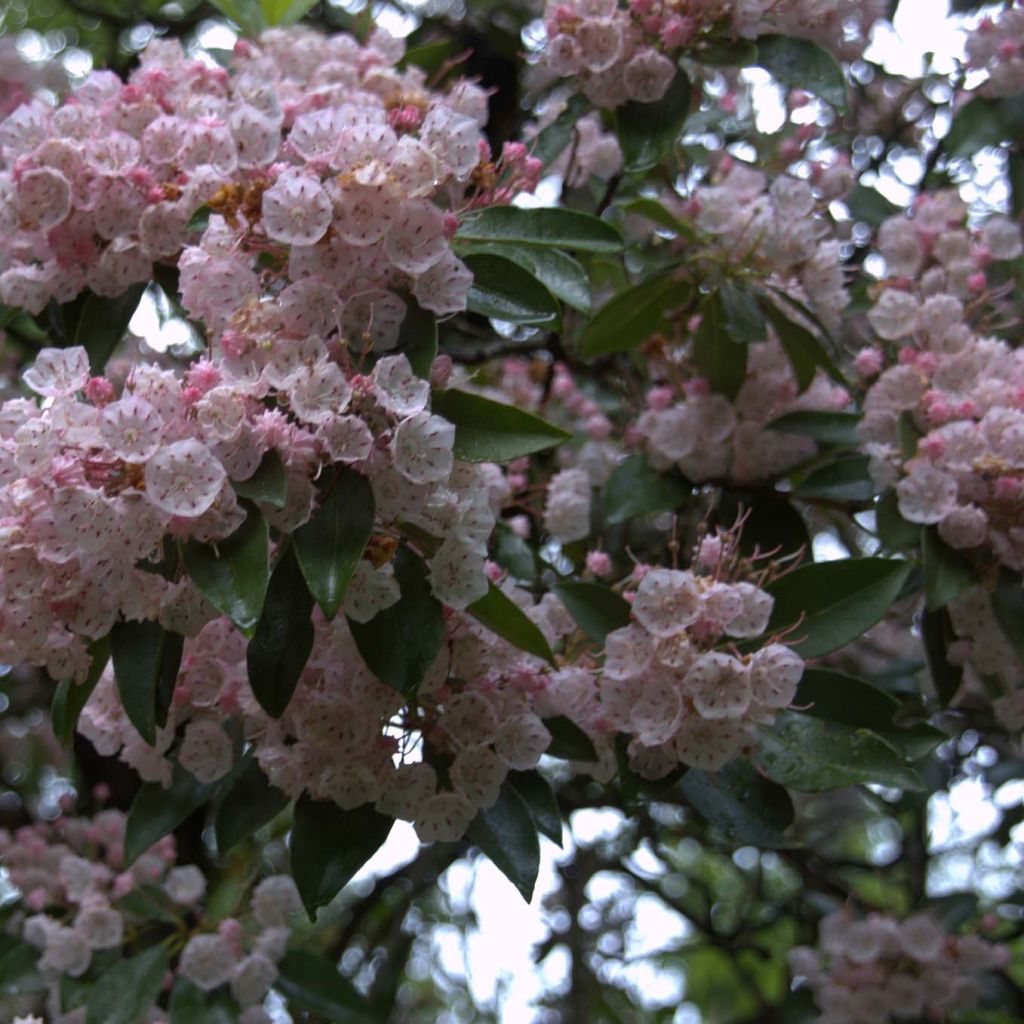 Kalmia latifolia - Lepeltjesboom