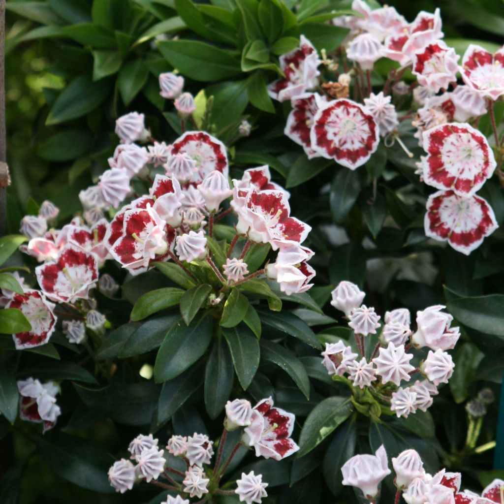 Kalmia latifolia Minuet - Lepeltjesboom