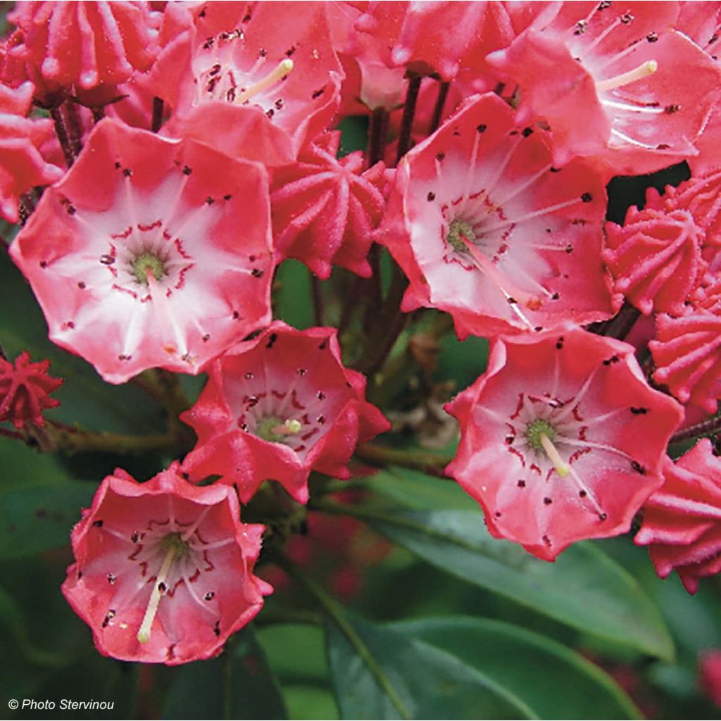 Kalmia latifolia Pinkobello - Lepeltjesboom