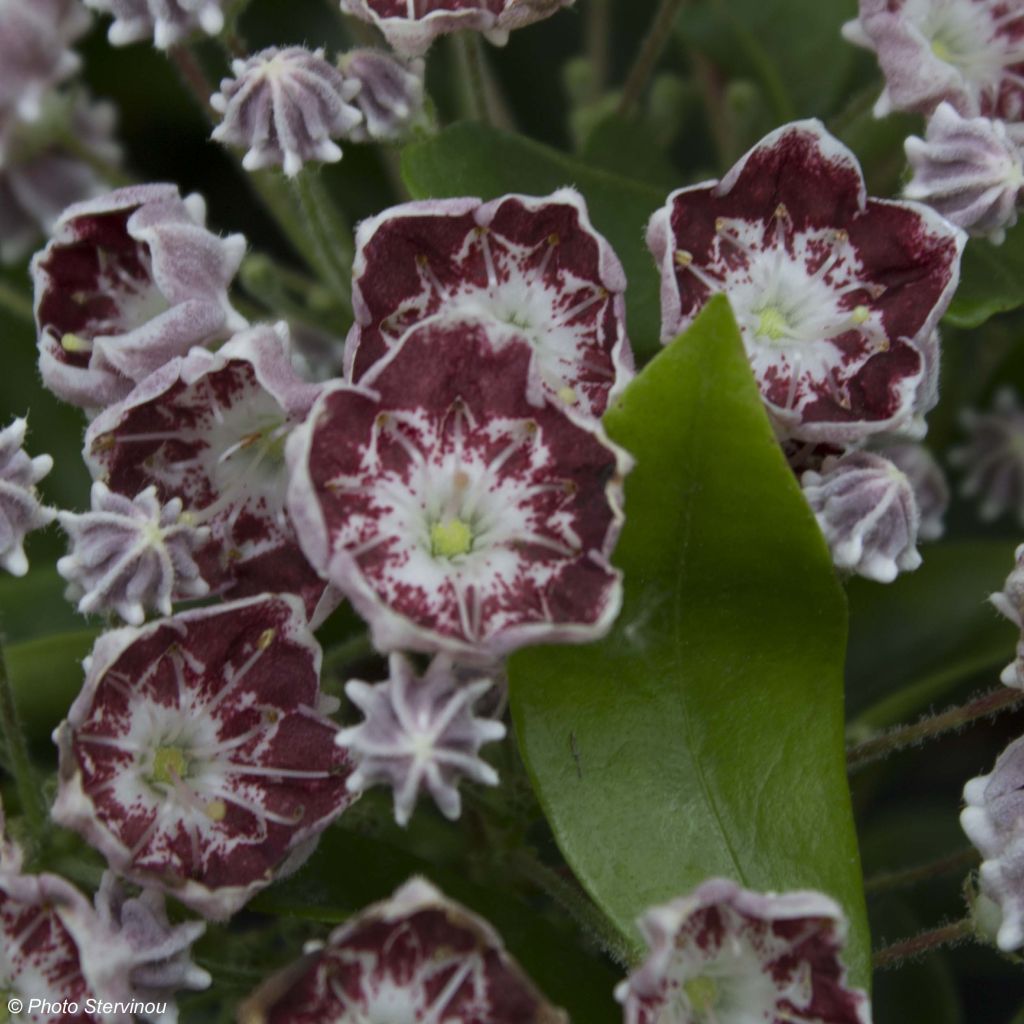 Kalmia latifolia Tad - Lepeltjesboom
