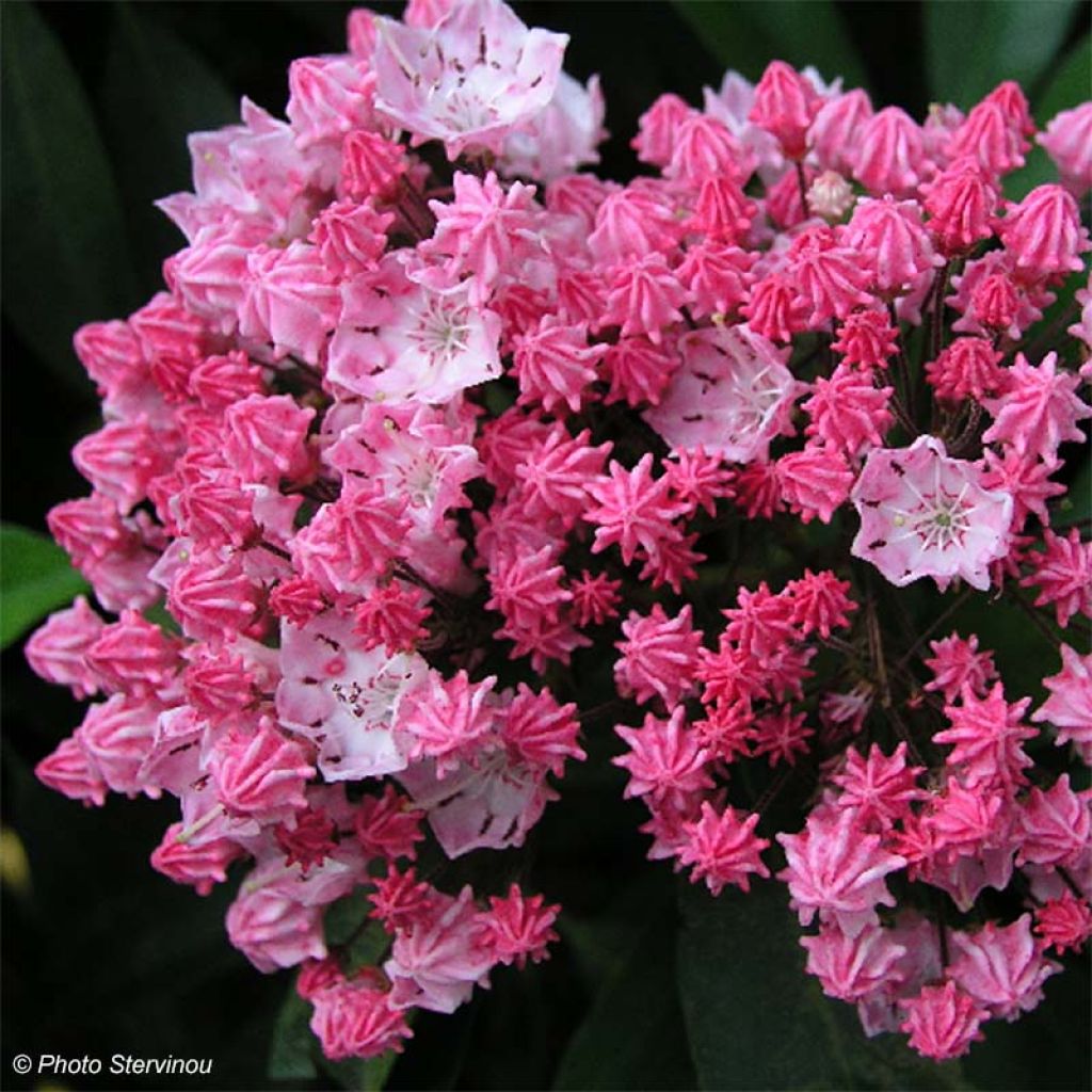 Kalmia latifolia You Can - Lepeltjesboom