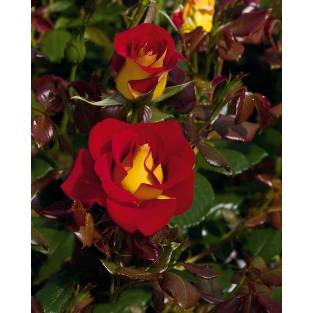 Rosa Ketchup & Mustard - Grootbloemige roos