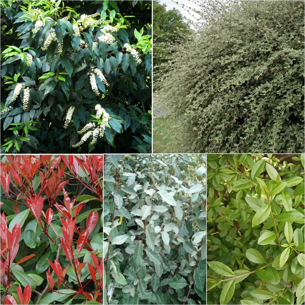 Kit 10 meter wintergroene haag