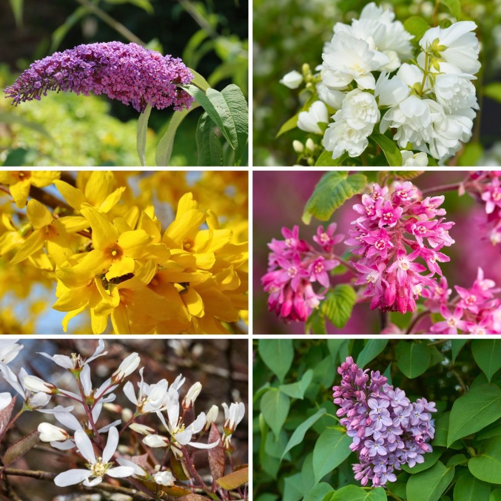 Eco Bloeiende Haagpakket